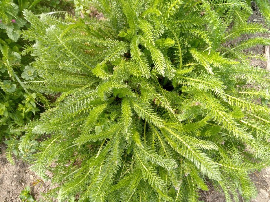 Семена Бял равнец Achillea millefolium