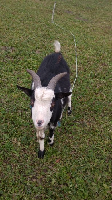 Tap  de vânzare  9 luni