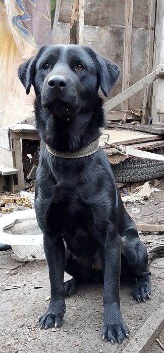 Отдам в добрые руки