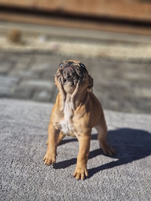 Bulldog francez femela