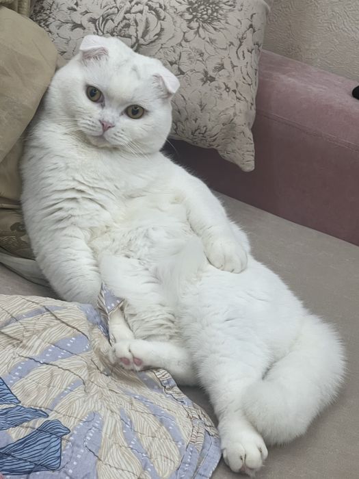 Продаётся. Пожалуйста ознакомтесь с информации.