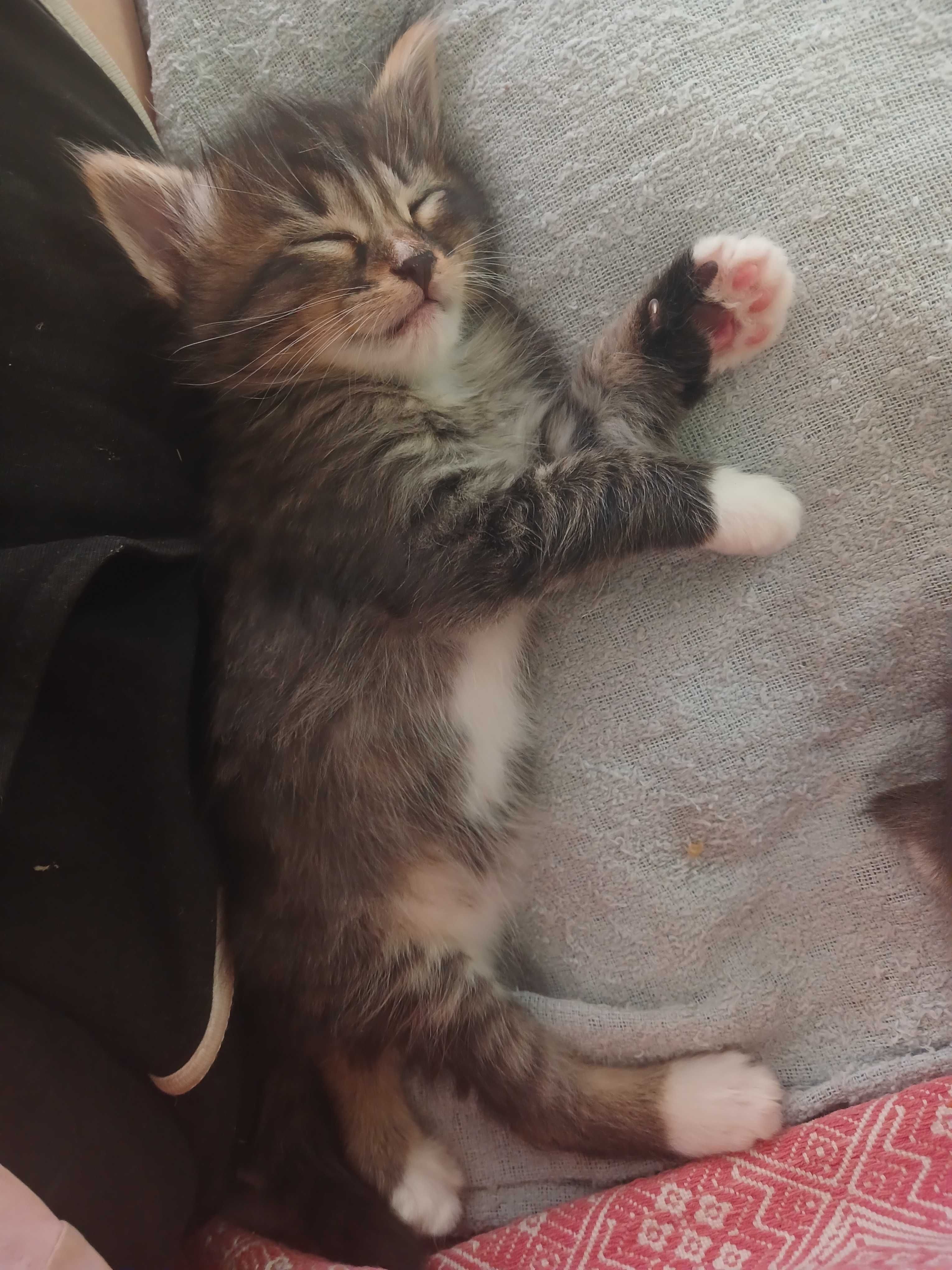 Котята ищут заботливых хозяев