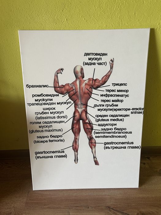 Декорация за събития