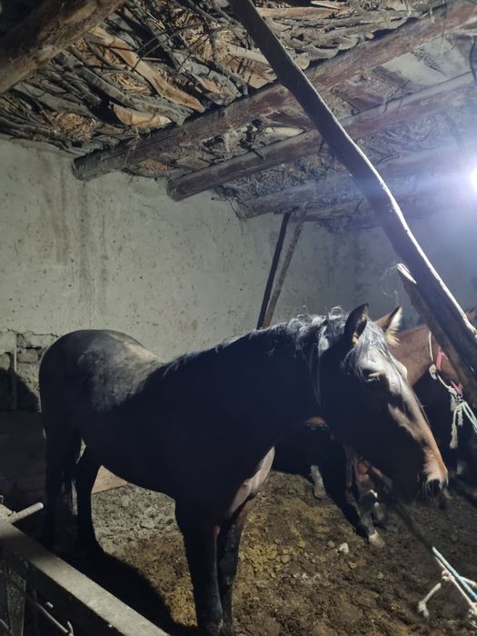 Ot sotiladi 85 mingdan soyib beramiz