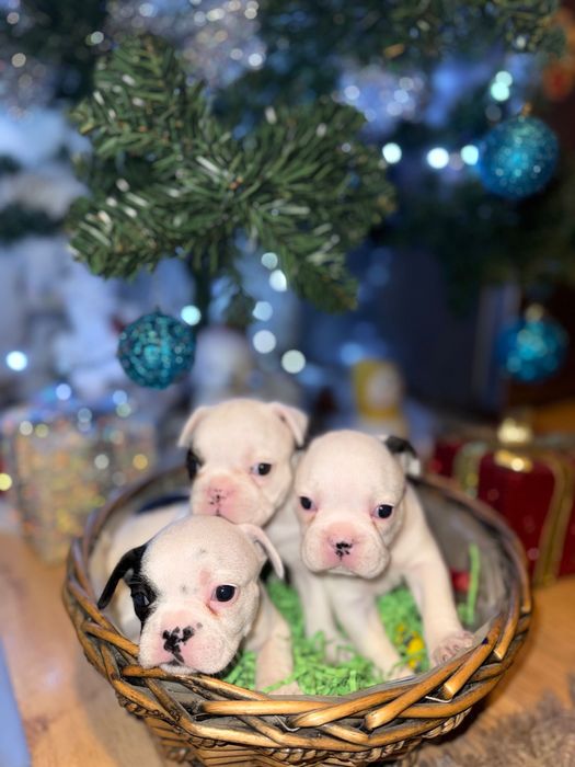 Свободни френски булдози