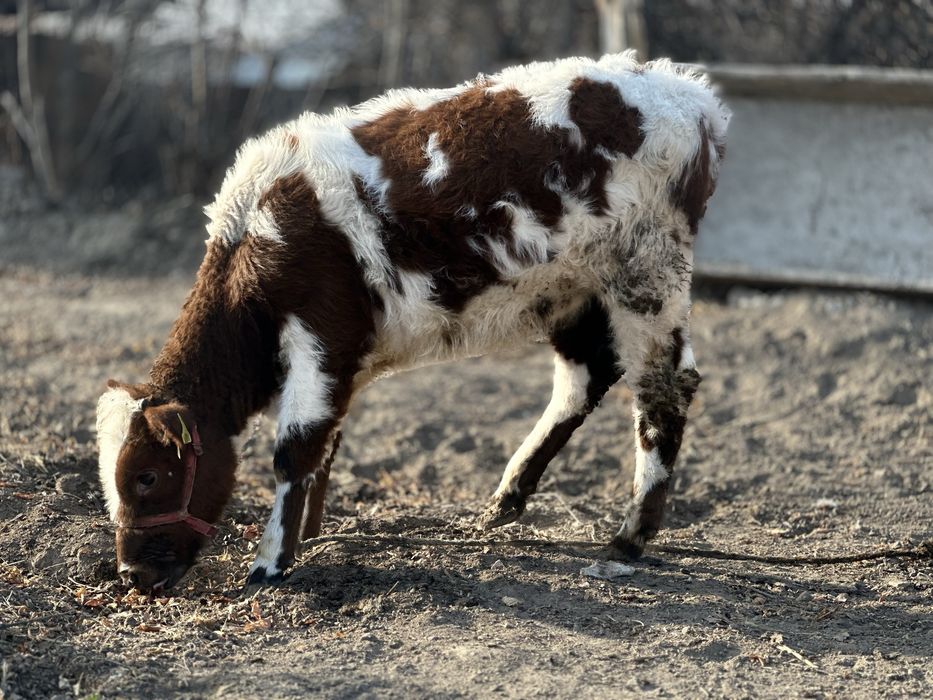 Продается телка Симментал