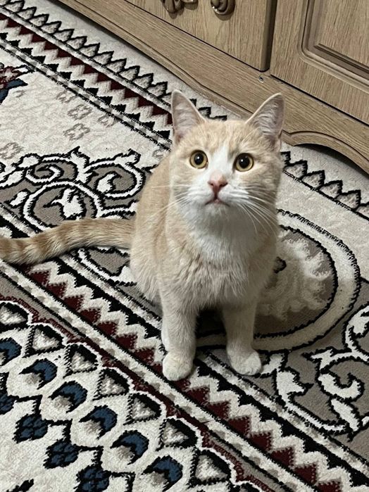 Mushik 9 oylik yaxshi oilaga beriladi