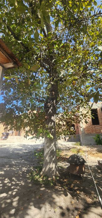 Ёнгок дарахти...