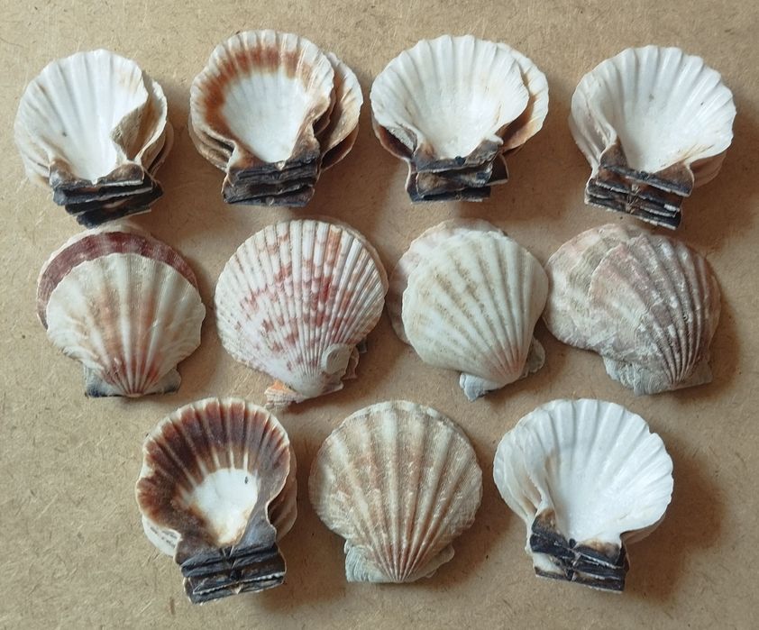 Ракушки морские, разный размер