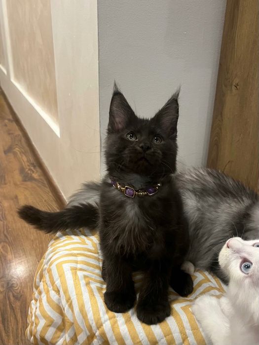 Baietel Maine Coon PEDIGREE
