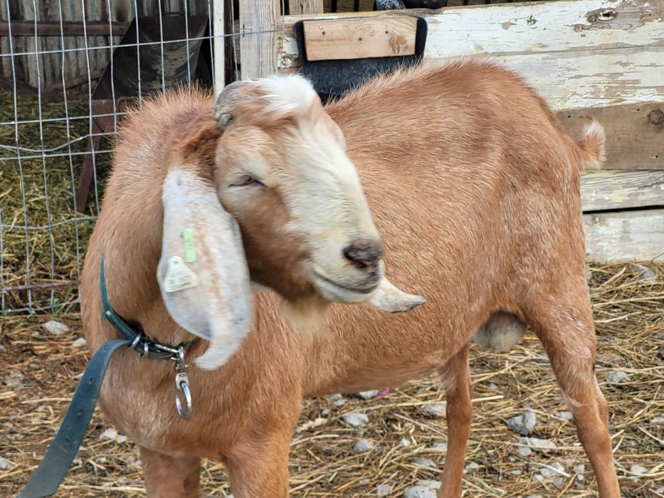 Tap rasa anglo nubian cu certificat de origine pedigree