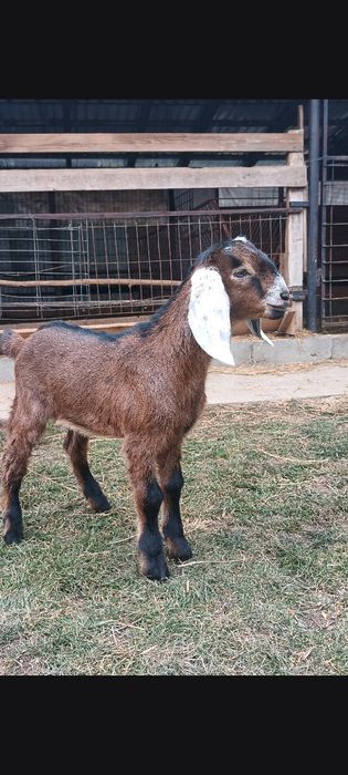 Tapi anglo nubieni cu pedegree