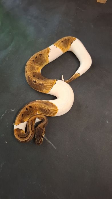 Кралски Питон Pinstripe Pied