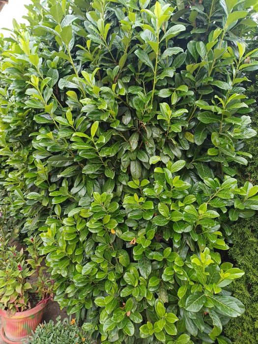 Vând Laur englezesc