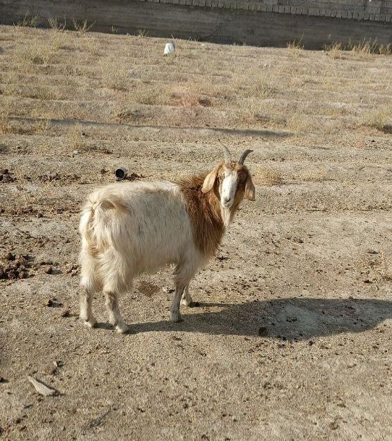 Quylar echki sotiladi arzon