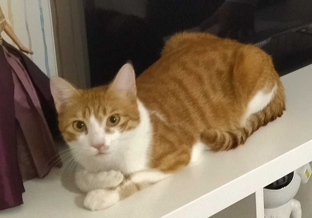 Котик бесплатно , ищет дом