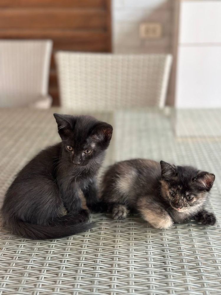 Котята. Отдам в хорошие руки