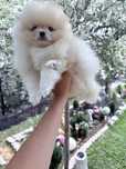Femela pomeranian alb bej