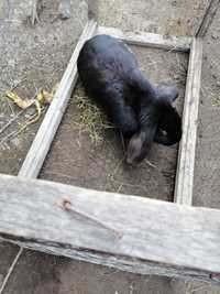 Vând iepuri Bucovina