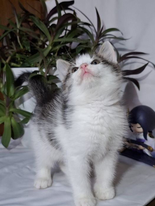 Подари Алексу семью