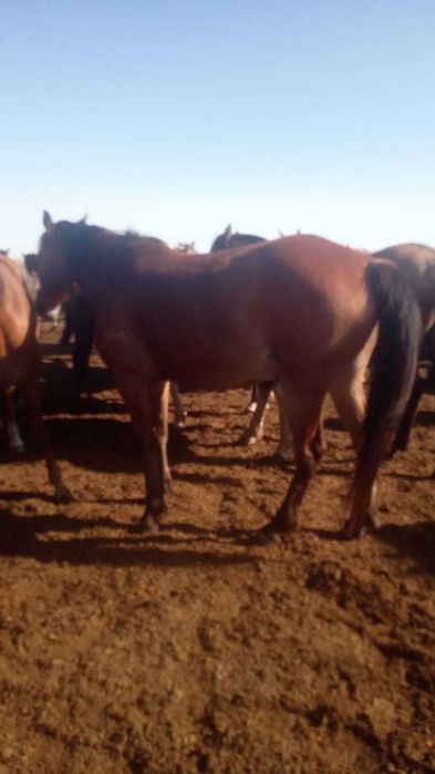 Продаю лошадь 7 лет и жеребят