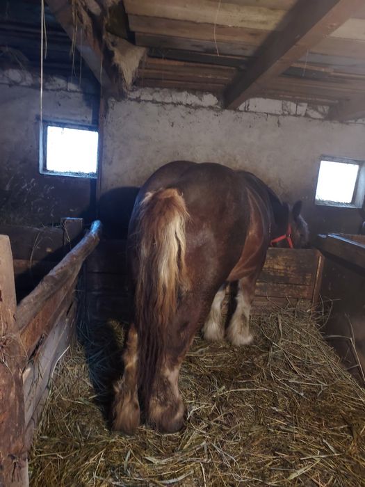 Vând manza belgiana