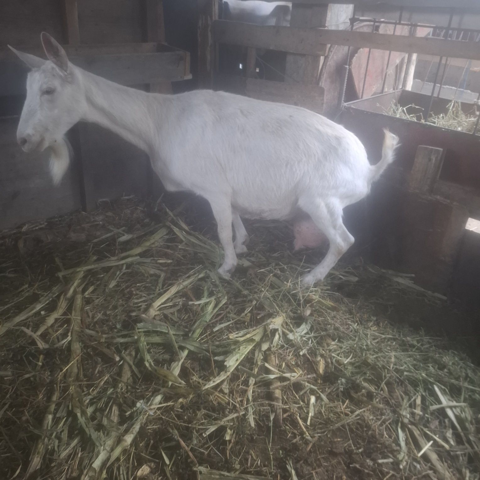 Capra sanen cu lapte