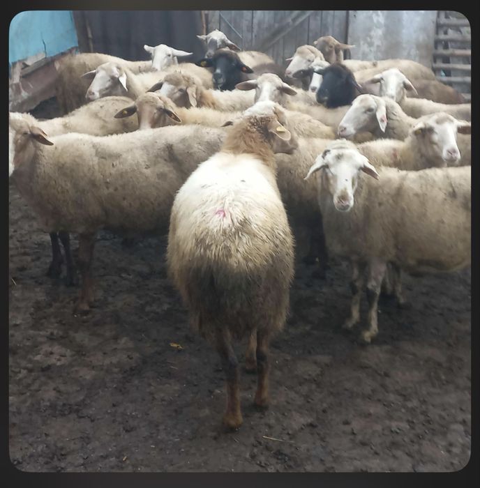 Овце и Коч За Продажба