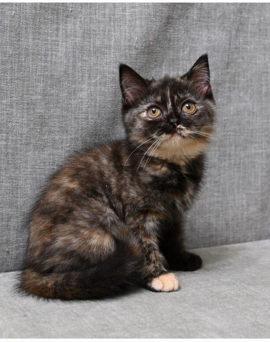 Котят в добрые руки.