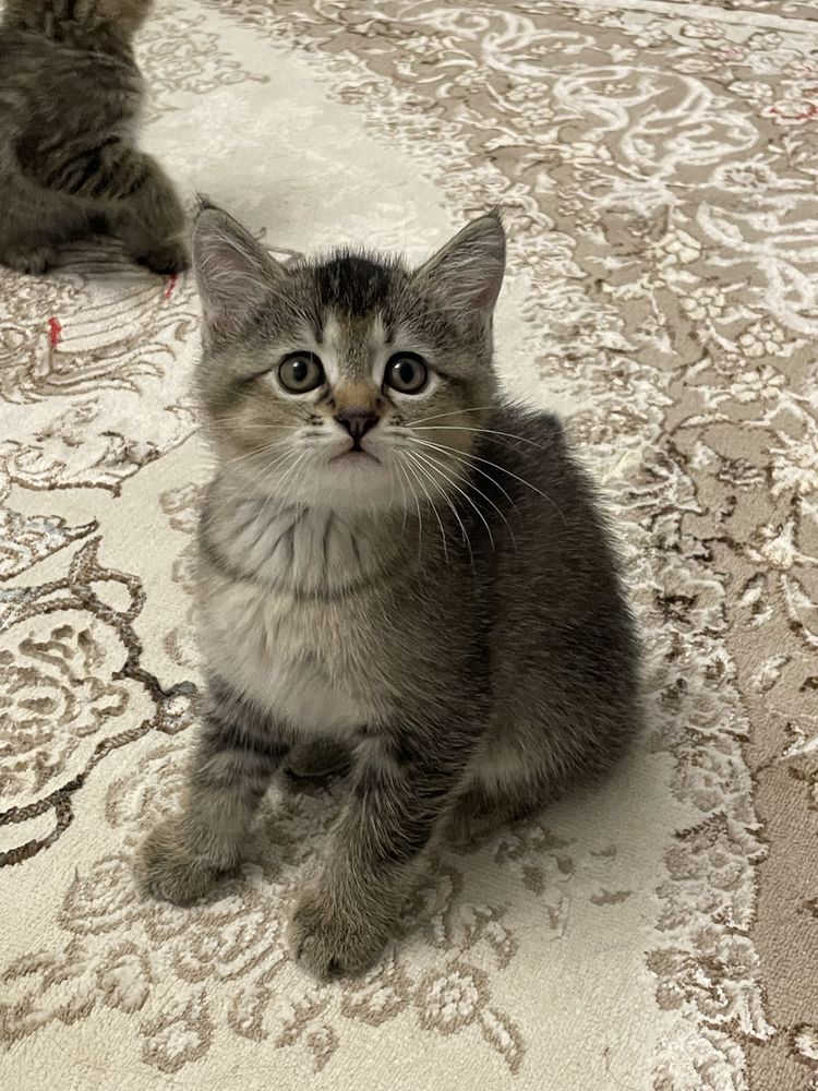 Отец шиншилла мать скоттиш фолд 2 месяц