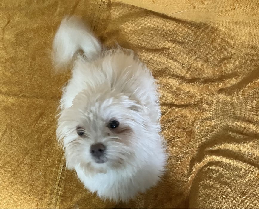 Cățeluş bichon maltez