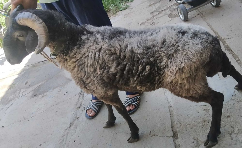 HALOL  Arzon Semiz Har xil Boqilgan Sifatli Qochqorlar sotiladi