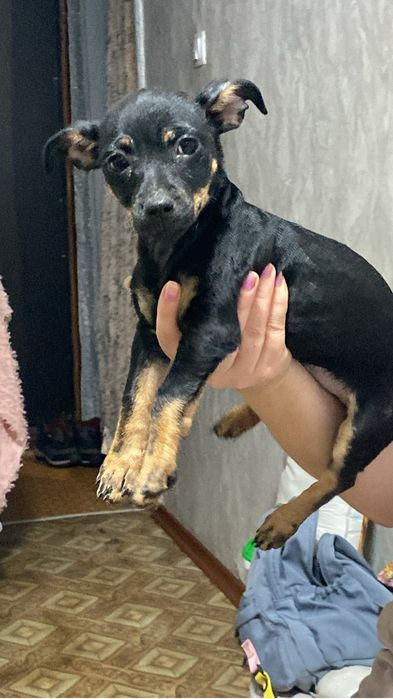 Щенок той терера