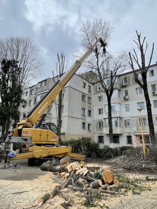 Toaletare/ tăiem copaci cu Alpinisti utilitari prețuri negociabile