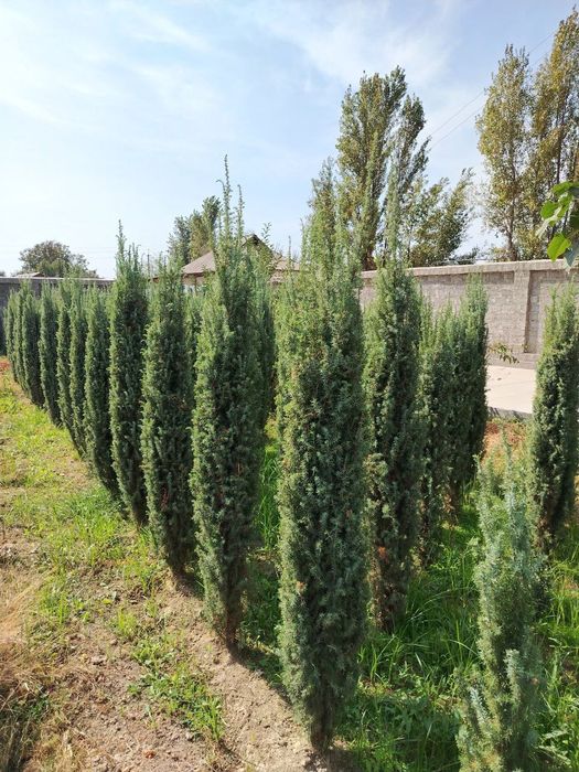 Archa ko'chatlar bor Xarhil turdagi.