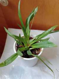 Продам орхидею онцидиум Твинкл с цветоносом.