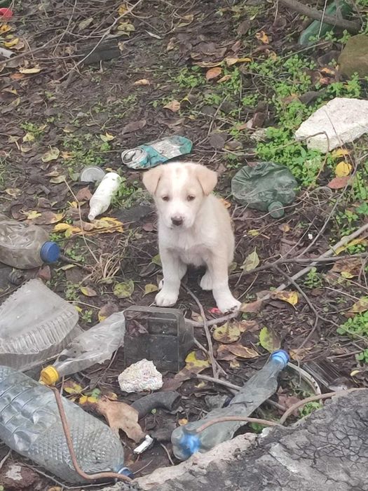 Catei adoptie  Constanta