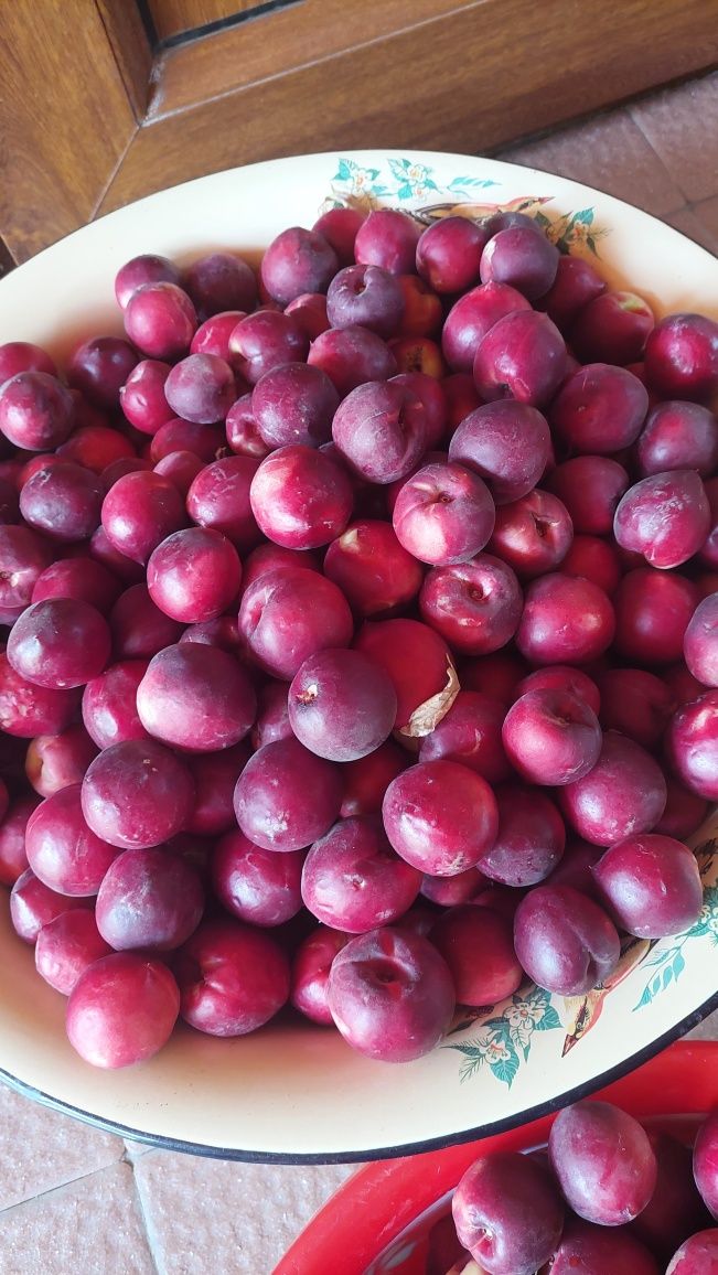 shaftoli zaldori o'rik