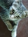 Отдам в хорошие руки котенка .
