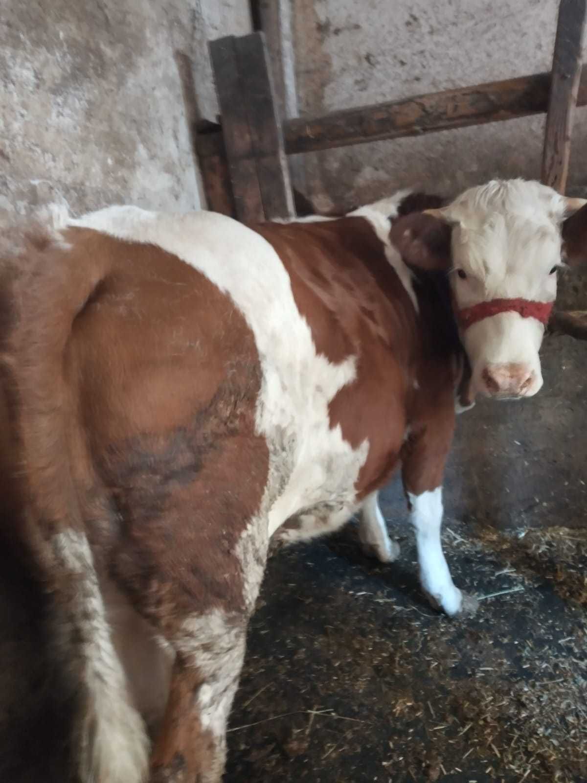 Vând juncă bălţată
