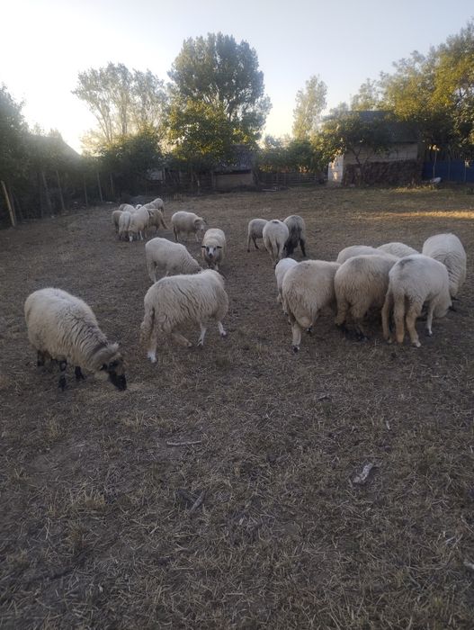 Oi țurcane frumoase