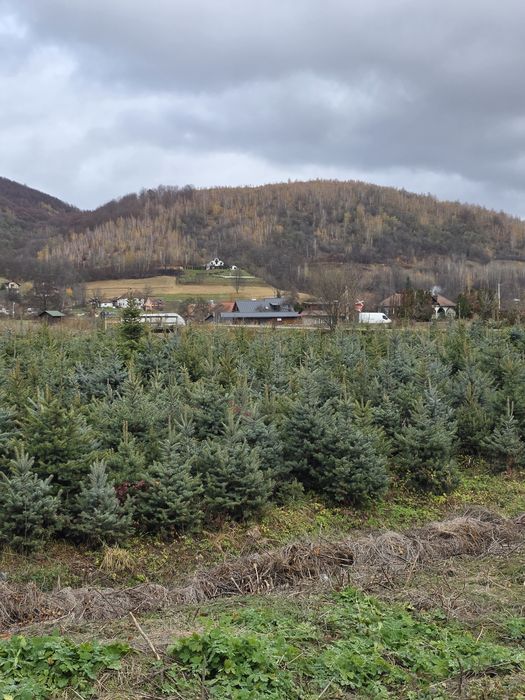 Brazi Argintii si Verzi