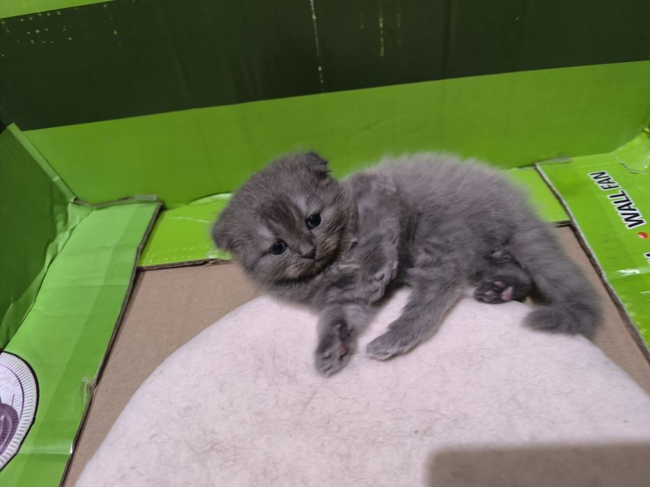 Зотдор скоттиш фолд мушук сотилади