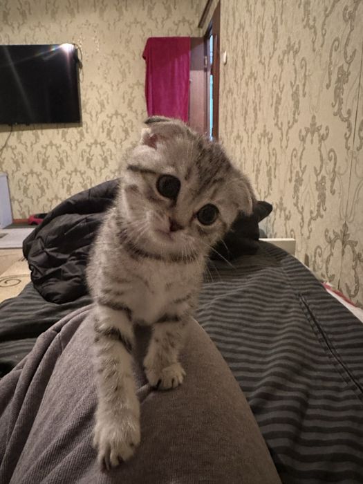 Шотландское вслоухая