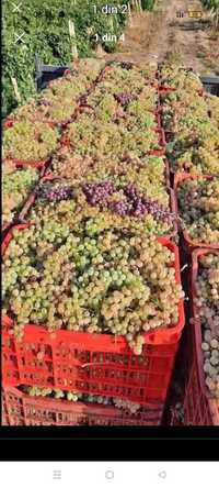 Struguri de vin diferite soiuri fetească regală resling galbena Odobeș