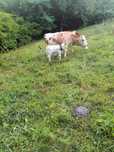 Vaca cu vitea de vanzare