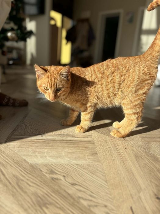 Коте Джинджър търси дом