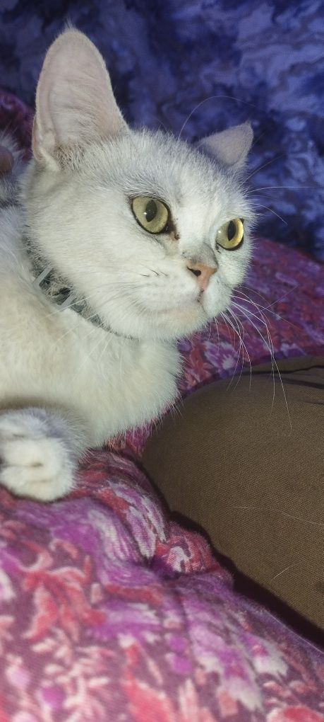Toza Britananskiy mushuk rangi toza oq hamma joyi soppa soğ