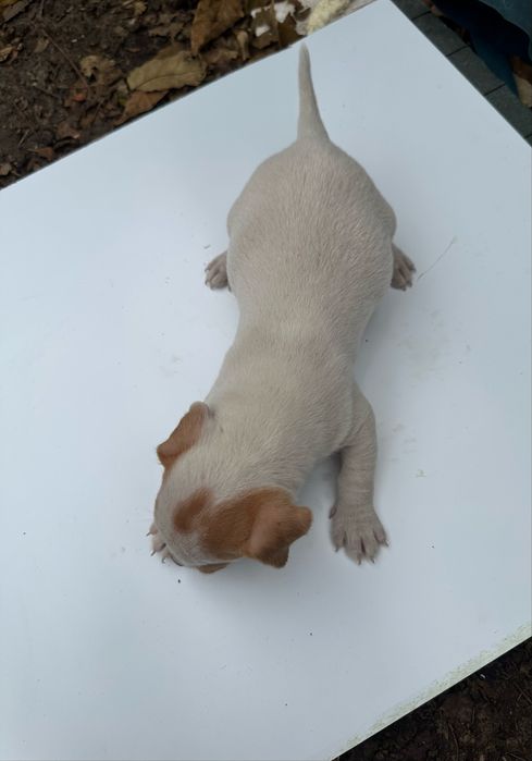 Джак ръсел 4 броя