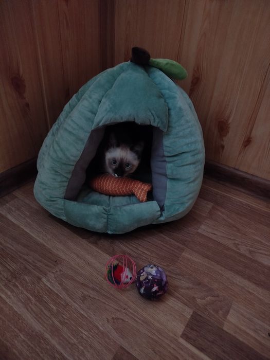 Сиамский котенок  порода